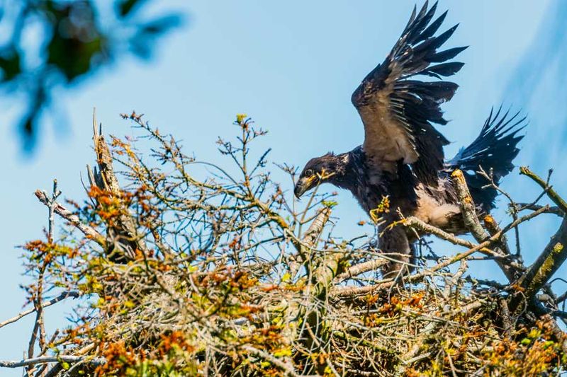 JuvenileBaldEagle062024_2.jpg