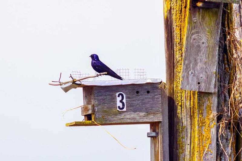 PurpeMartinEnglishBoomTrail062124_5.jpg