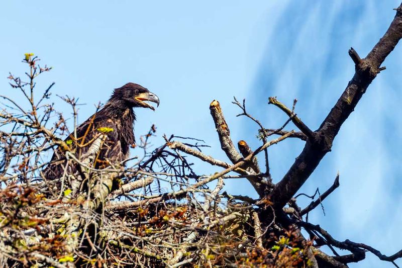 JuvenileBaldEagle062024_3.jpg
