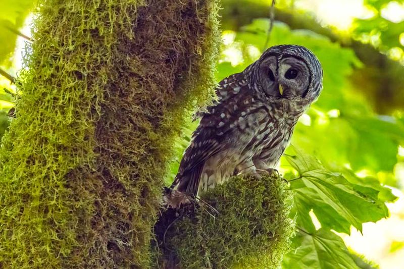 BarredOwl070524.jpg