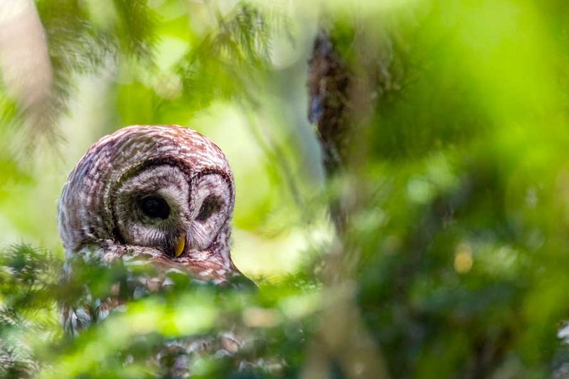 BarredOwl070624.jpg