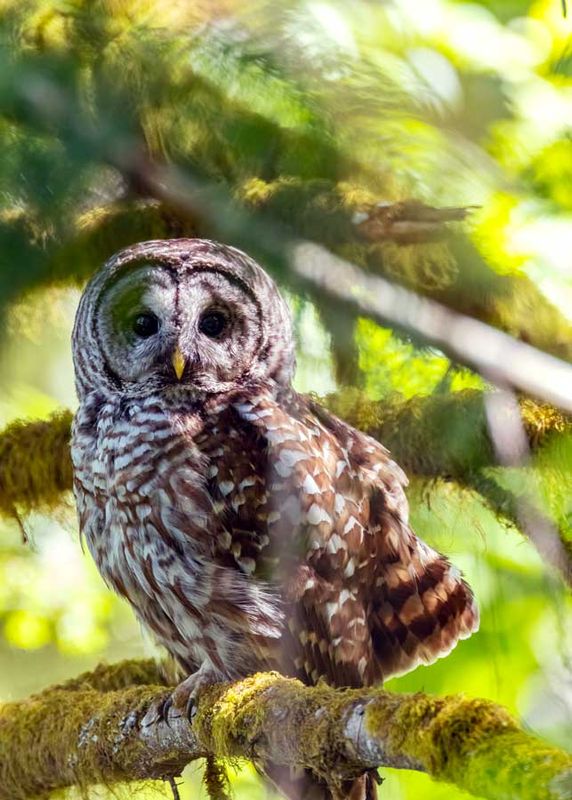 BarredOwl070624_2.jpg