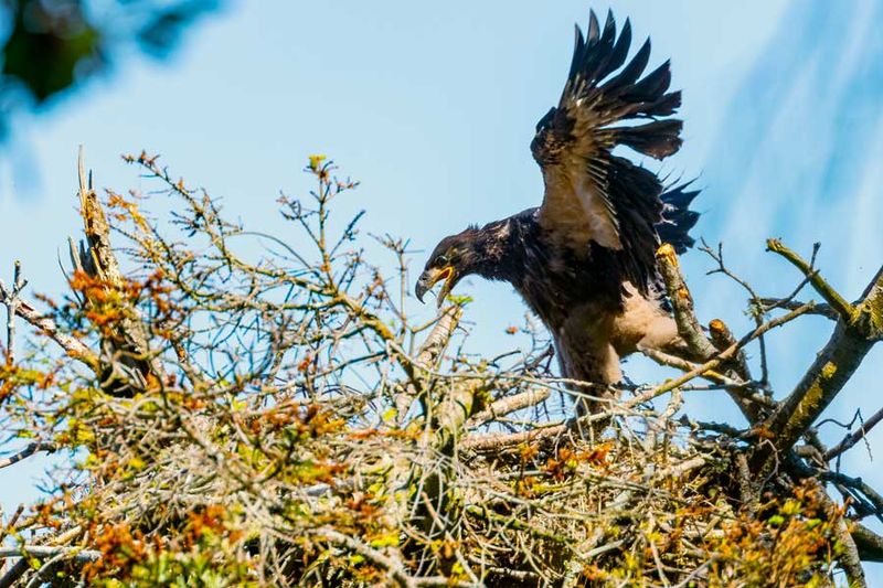 JuvenileBaldEagle062024_4.jpg