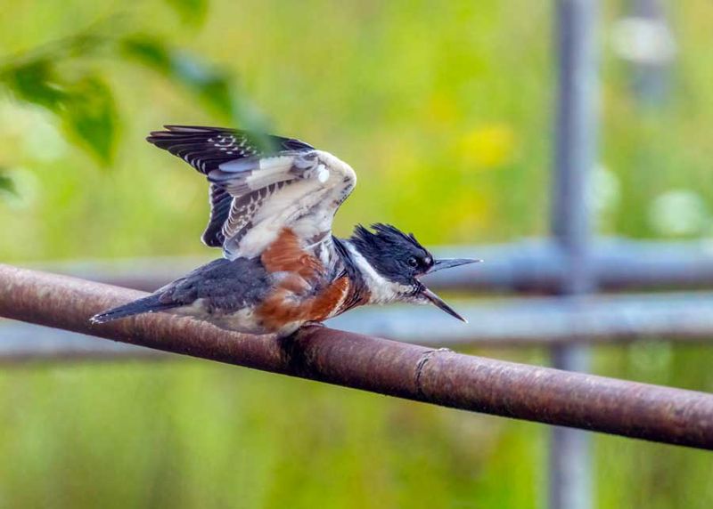 Kingfisher070924.jpg