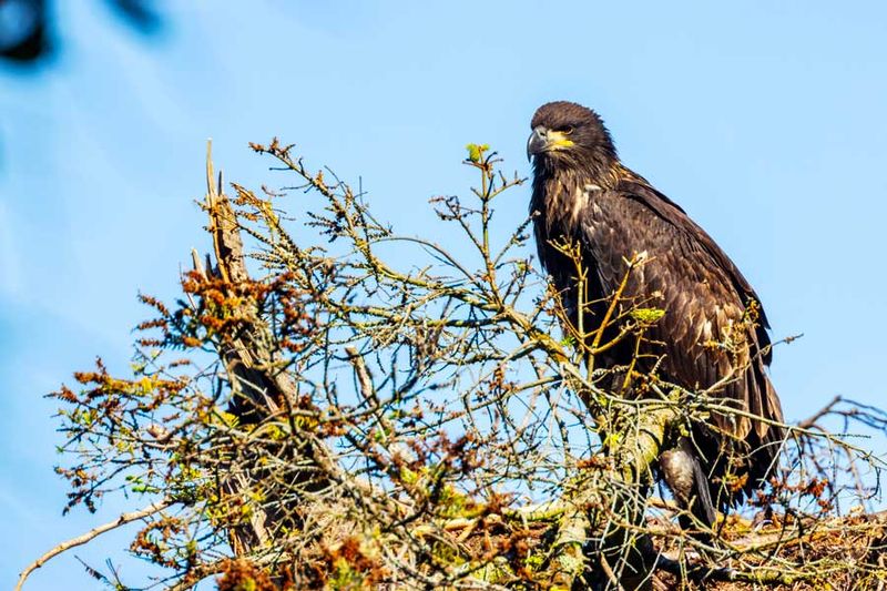 UnfledgeEagleCamanoIs071124_2.jpg