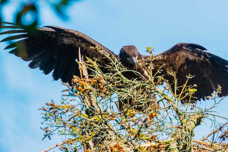 UnfledgeEagleCamanoIs071124_4.jpg