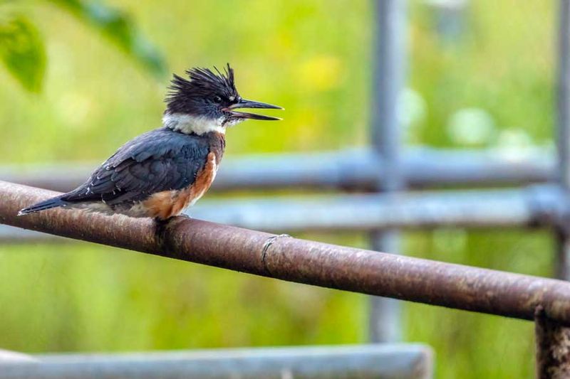 Kingfisher070924_5.jpg