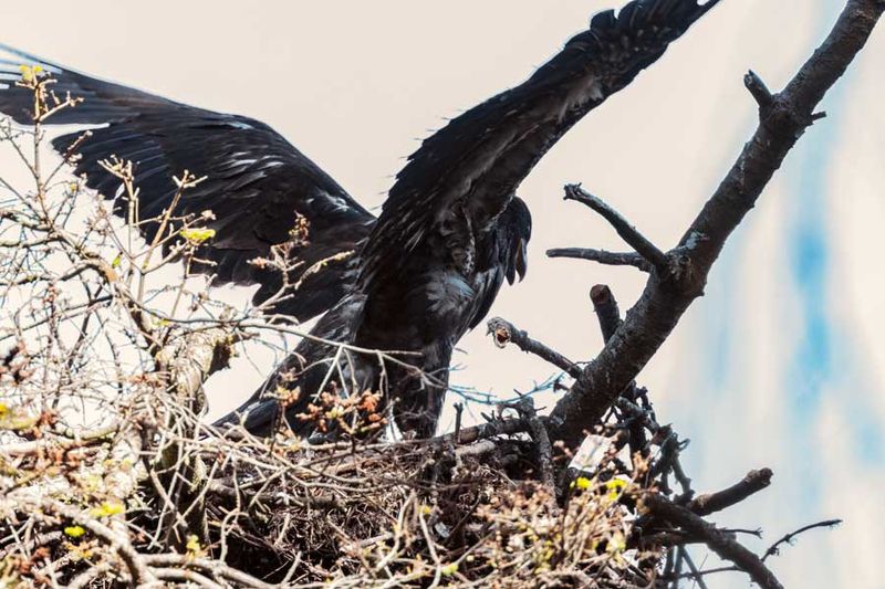 UnfledgeEagleCamanoIs071124.jpg