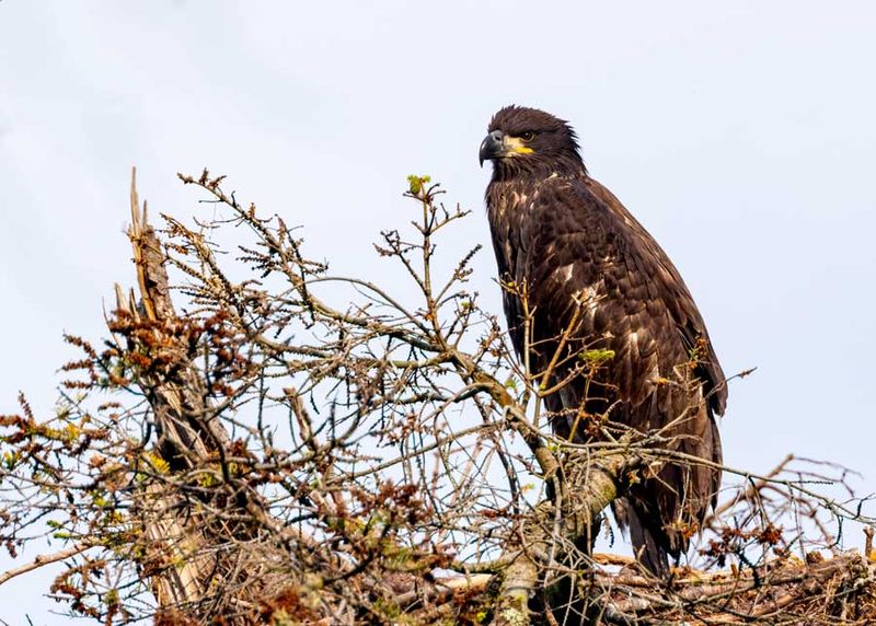 UnfledgeEagleCamanoIs071724.jpg