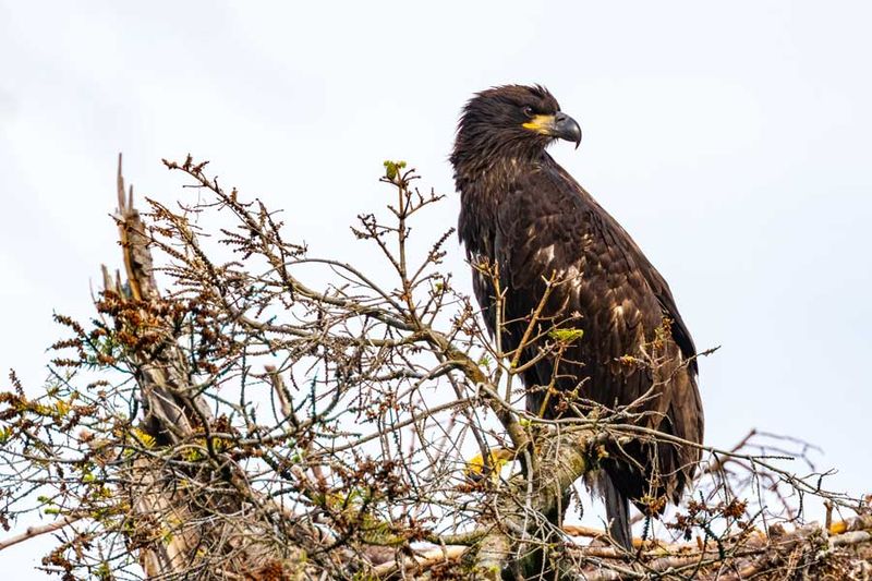 UnfledgeEagleCamanoIs071724_2.jpg