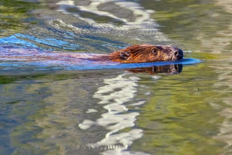 Beaver072624.jpg