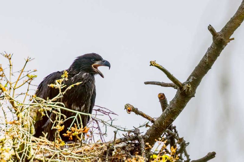 UnfledgeEagleCamanoIs071124_5.jpg