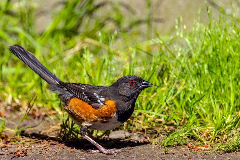 SpottedTowhee062124.jpg