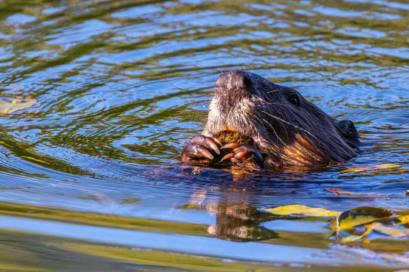 Beaver073124.jpg