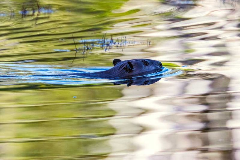 Beaver073124_2.jpg