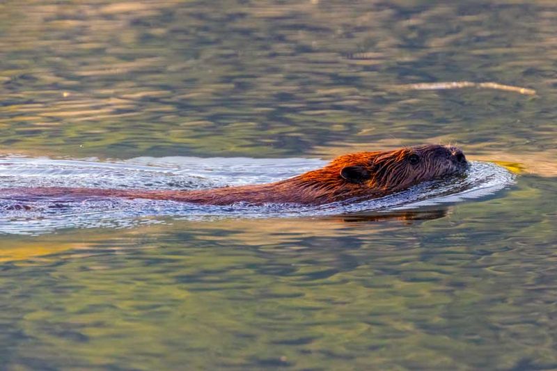 Beaver073124_3.jpg