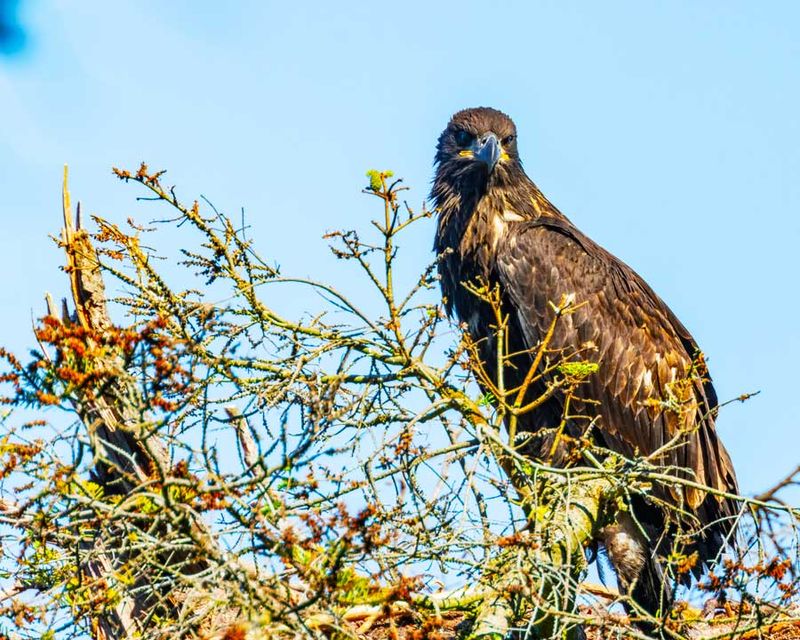 UnfledgeEagleCamanoIs071124_6.jpg
