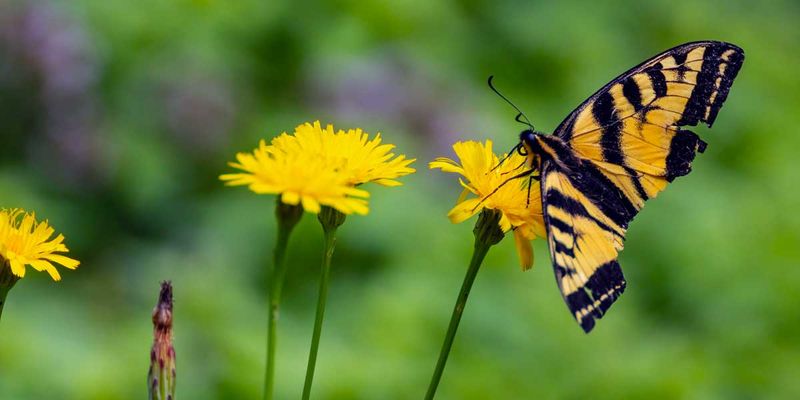 Swallowtail091524_3.jpg
