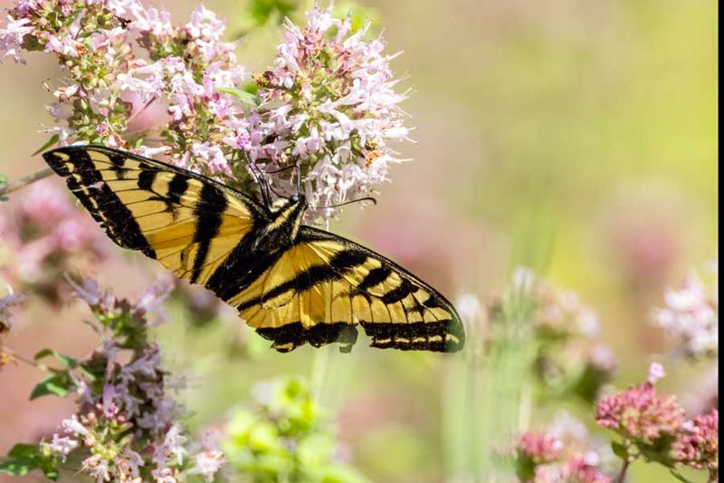Swallowtail091524_2.jpg