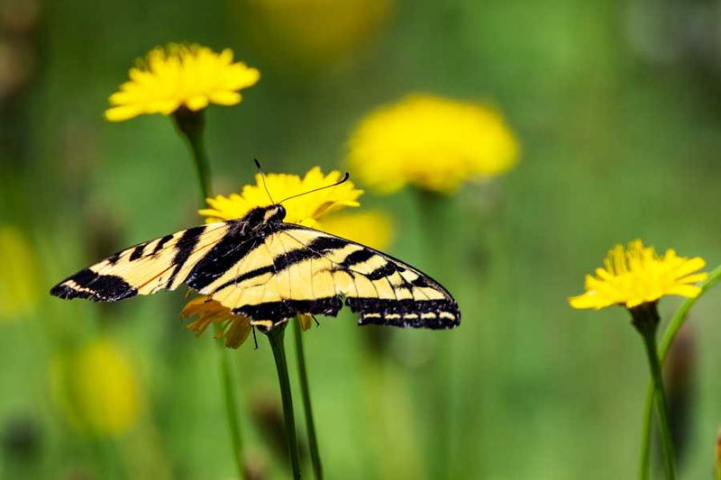 Swallowtail091524.jpg