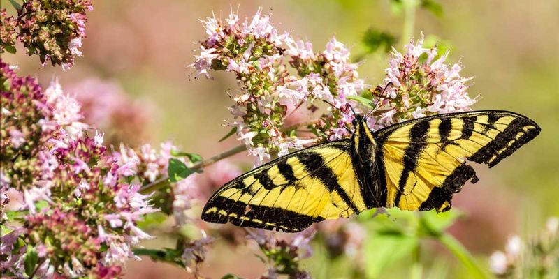 Swallowtail081524_4.jpg