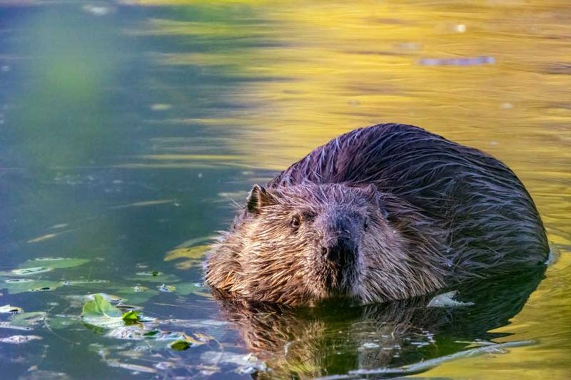 Beaver082924.jpg