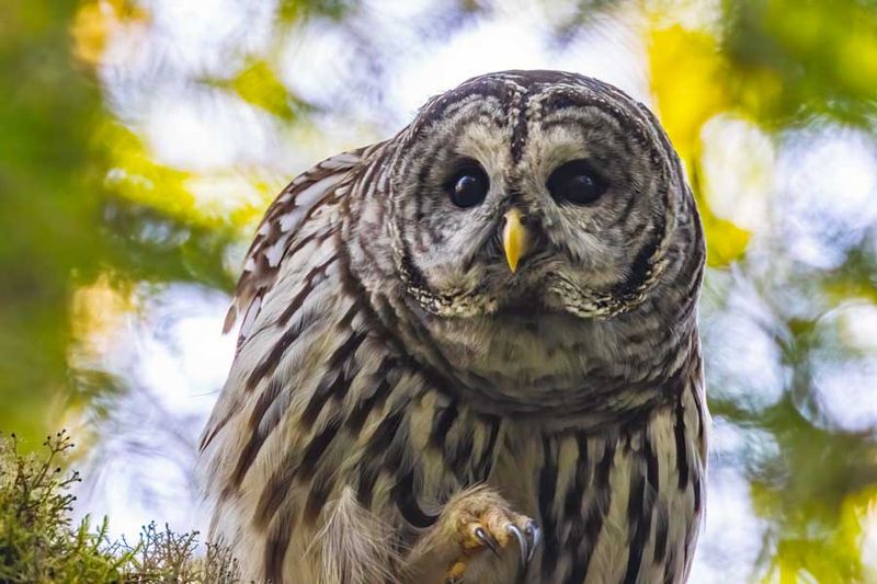 BarredOwl083024.jpg