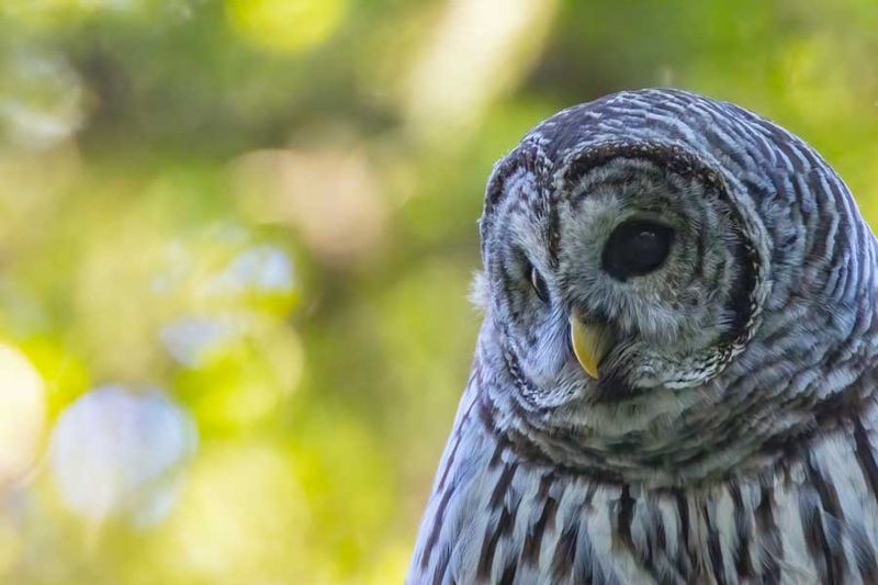 BarredOwl083024_2.jpg