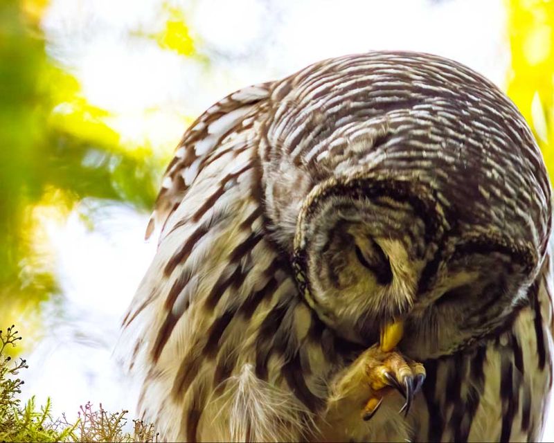 BarredOwl083024_3.jpg