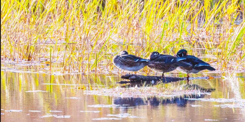 WoodDuck090924_2.jpg