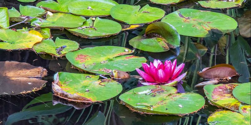 LilyPads082124.jpg