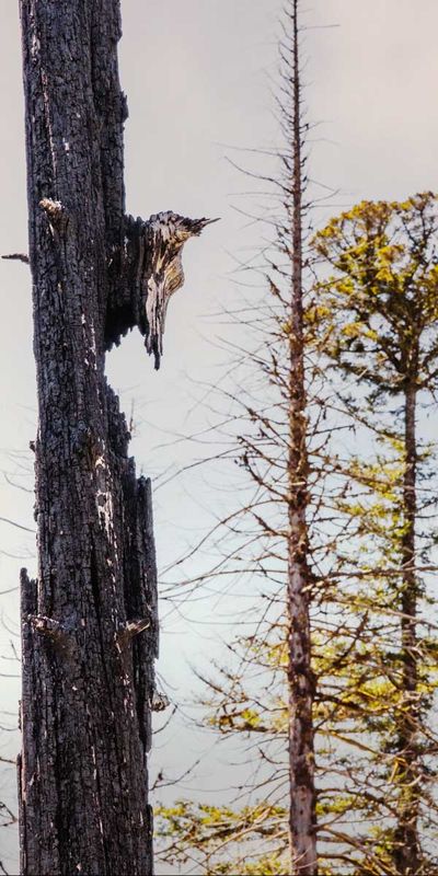 CarbonSticks082924.jpg