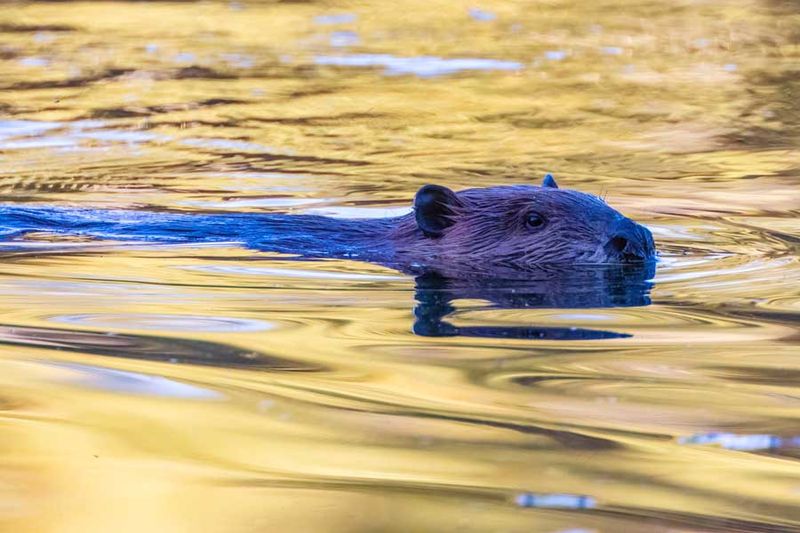 Beaver082924_3.jpg