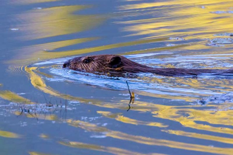 Beaver082924_4.jpg