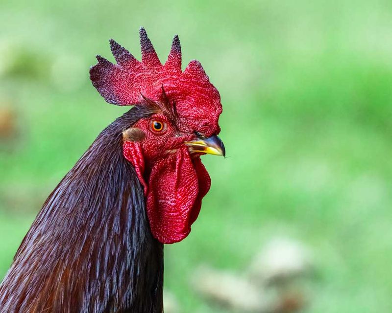 Rooster070824.jpg