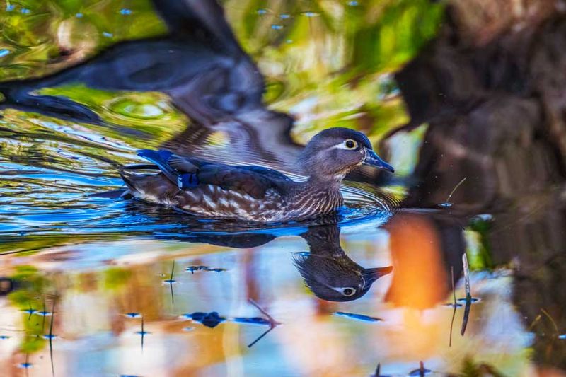 WoodduckHen042224_3.jpg