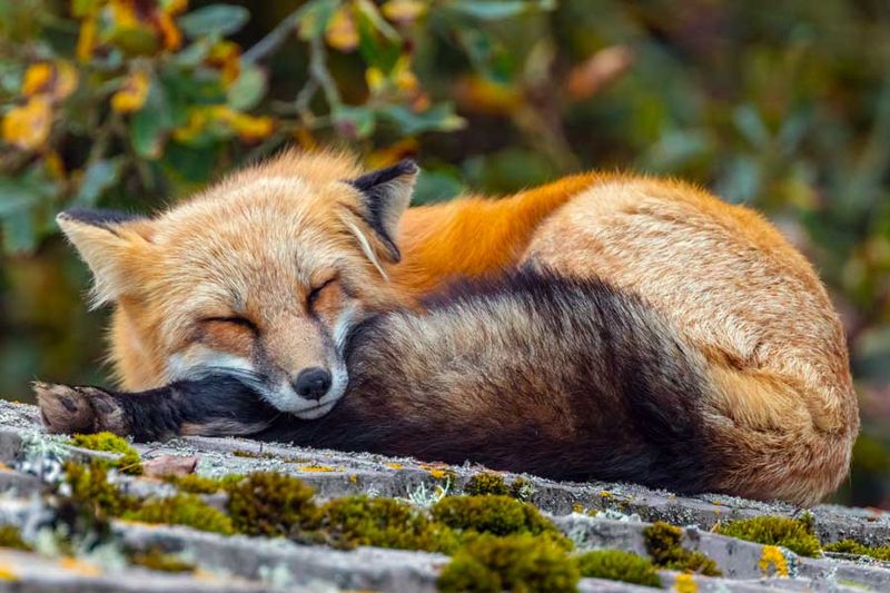 RedFoxWA092424.jpg
