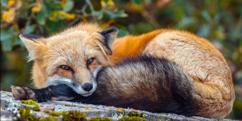 RedFoxWA092424_4.jpg