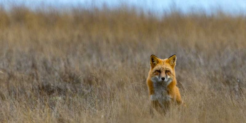RedFoxWA092424_5.jpg