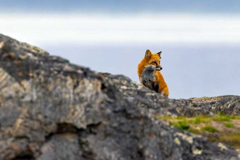 RedFoxWA092424_8.jpg