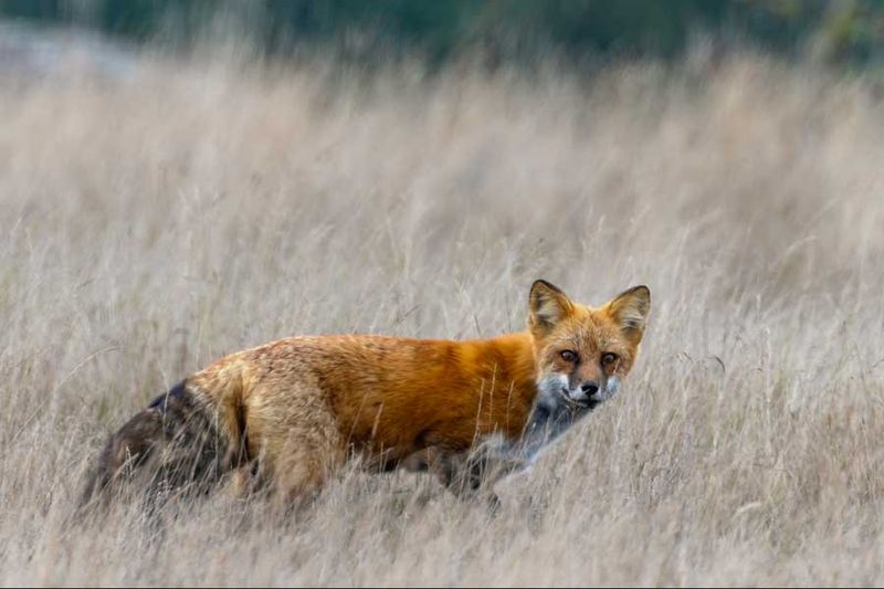 RedFoxWA092424_2.jpg
