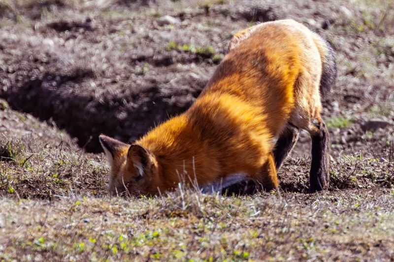 RedFoxWA092424_10.jpg