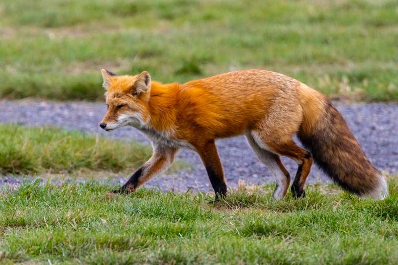 RedFoxWA092424_9.jpg