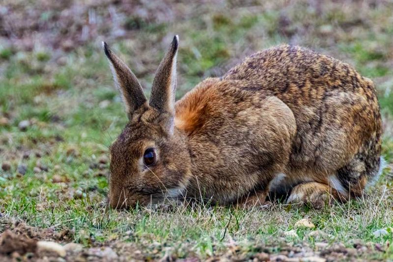 RabbitSanJuanIs.jpg