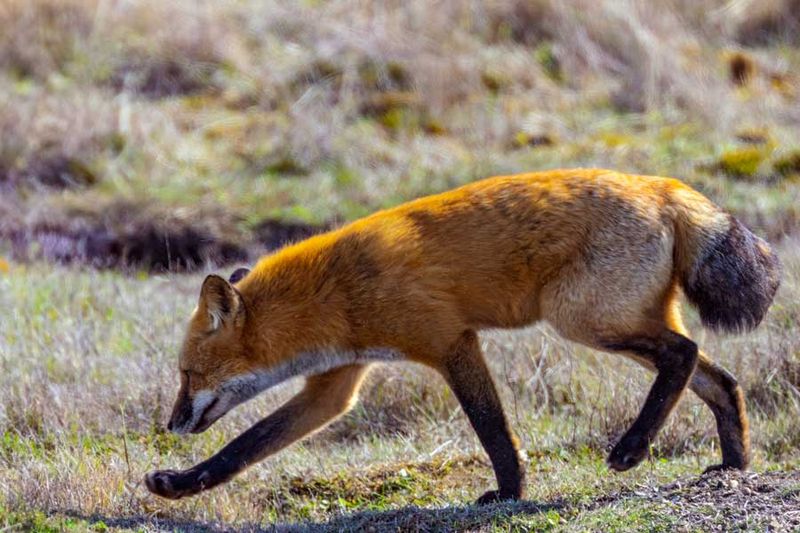 RedFoxWA092424_3.jpg