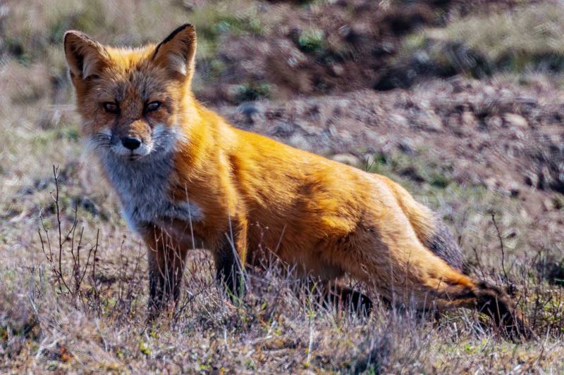 RedFoxWA092424_11.jpg
