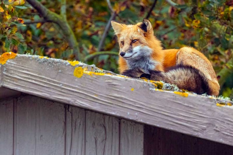 RedFoxWA092424_12.jpg