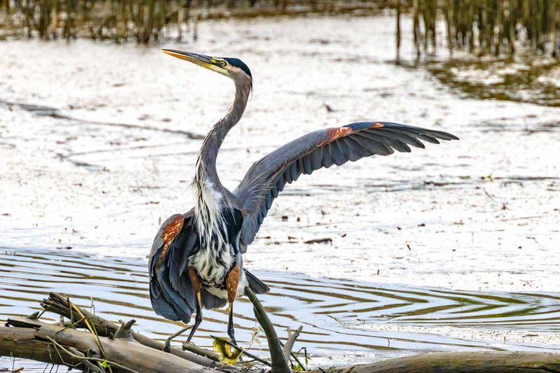 GBH_FirIs102124.jpg