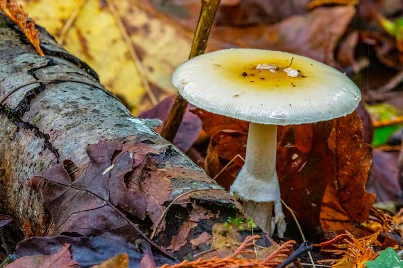 ForestFloor102324.jpg