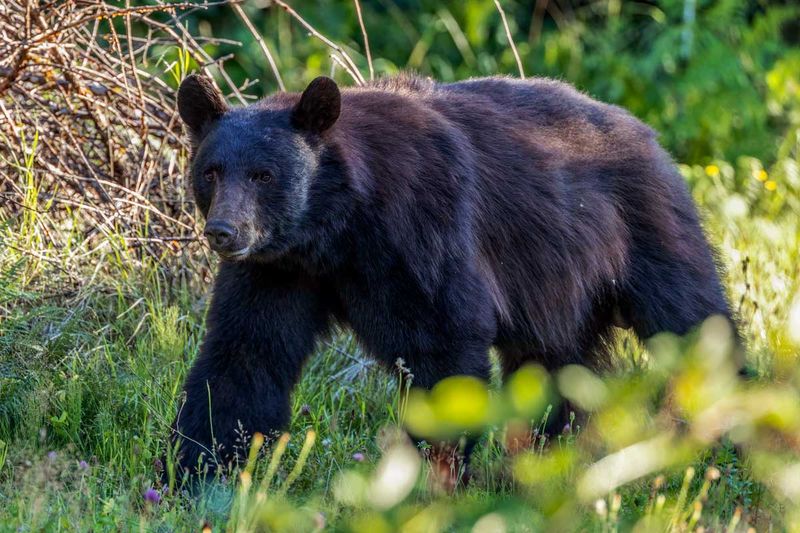 BlackBear080123.jpg
